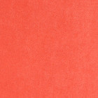 reginearca  304
